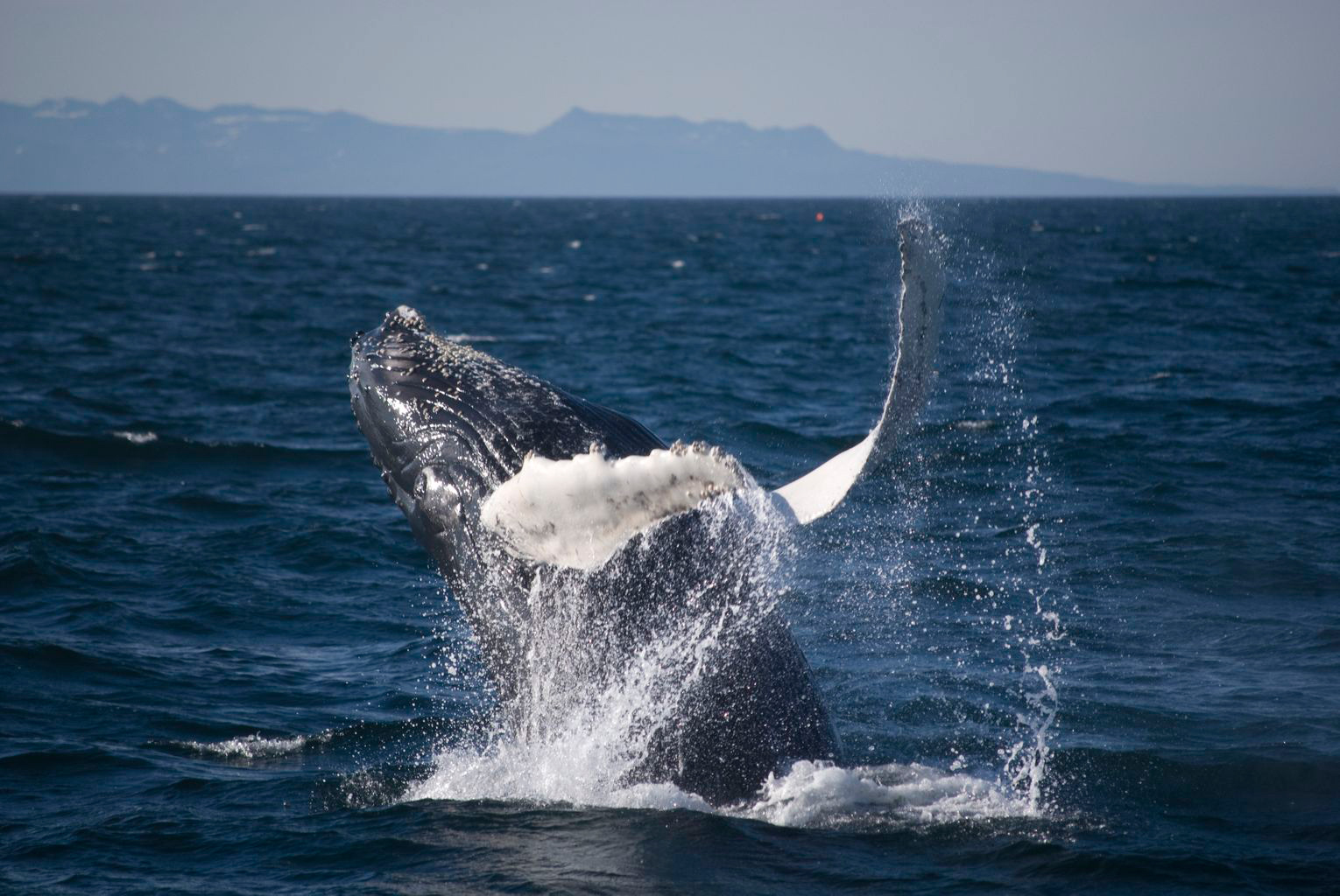 Dive Silfra and whale watching selfdrive tour at DIVE.IS