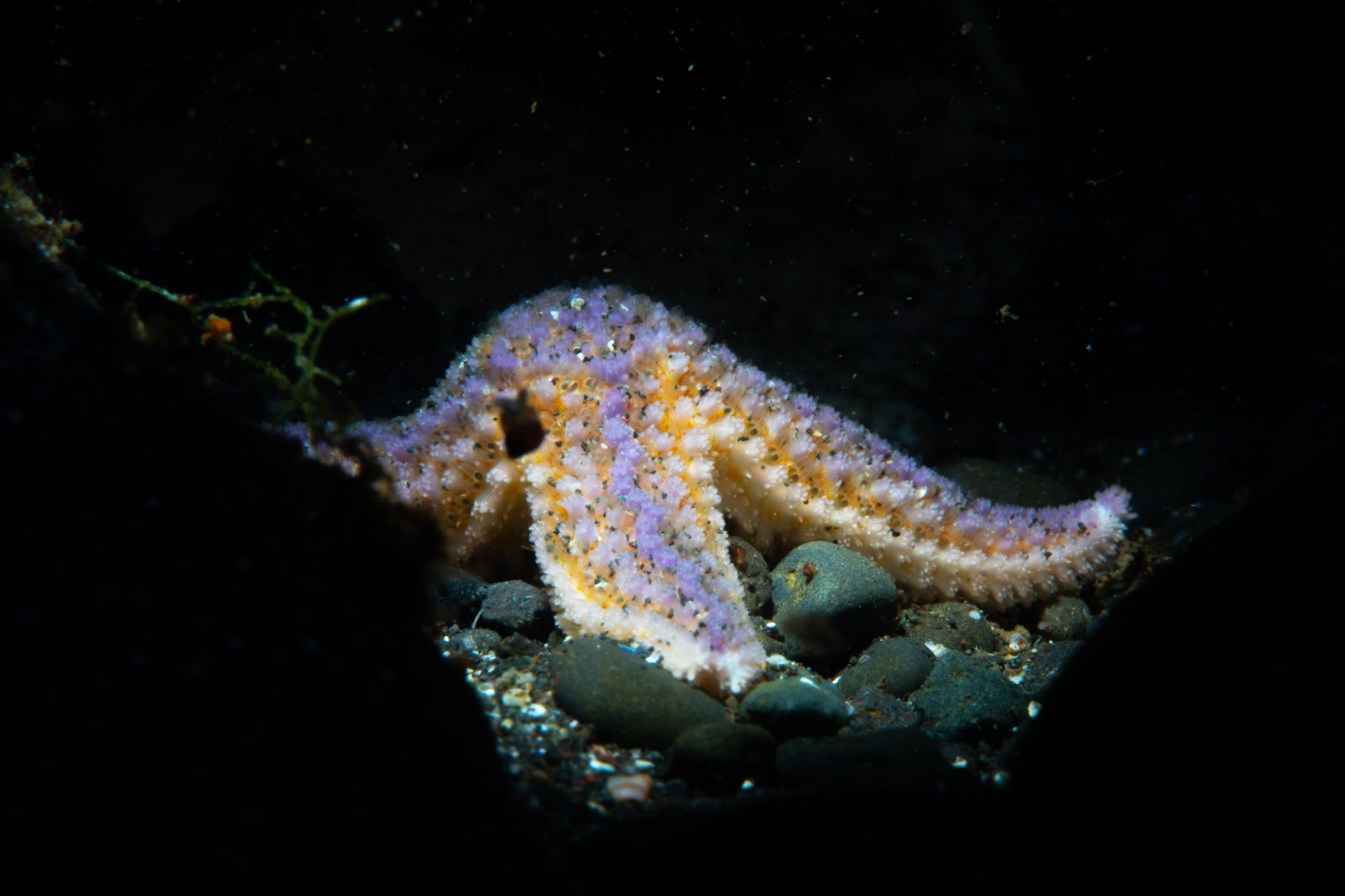 ocean-diving-in-iceland-starfish-diveis.jpg