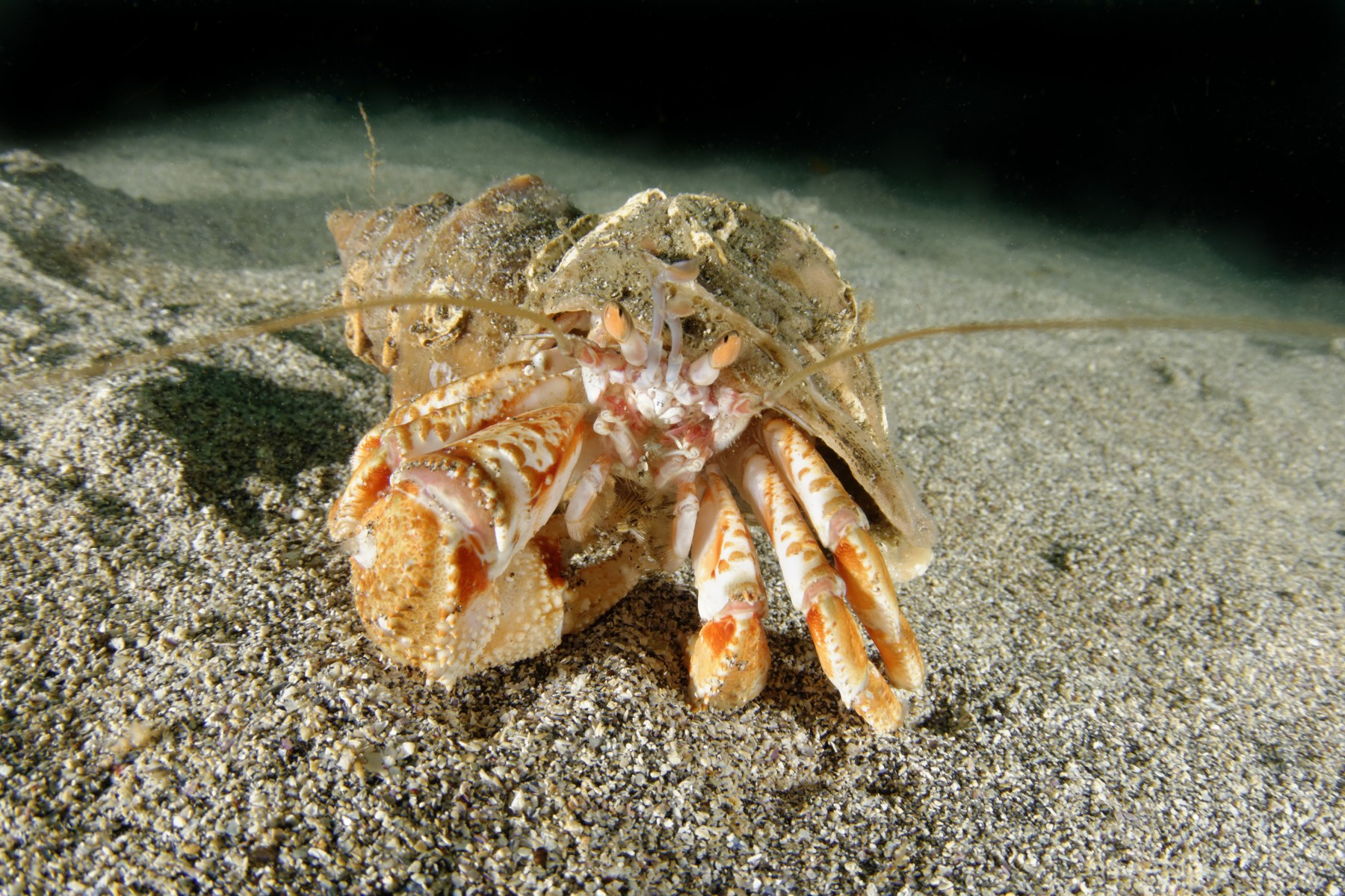 Hermit marina. Eupagurus Bernhardus. Краб солдат. Алеутские острова Крабы палтус. Best photos Crabs Iceland.