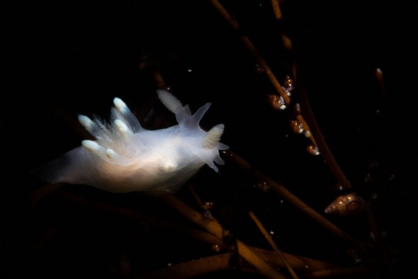 dive.is-akranes-diving-tour-ocean-iceland-600x400.jpg