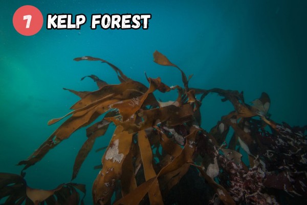 Explore the kelp forest in Garður.