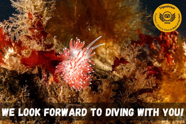 We look forward to diving with you.