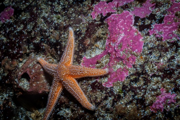 sea-star-north-atlantic-marine-life-1-jessi-600x400.jpg