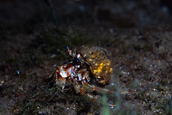 crab-in-north-atlantic-iceland-ocean-diving-tour-with-dive.is-600x400.jpg