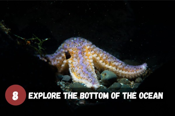 Explore the bottom of the ocean.