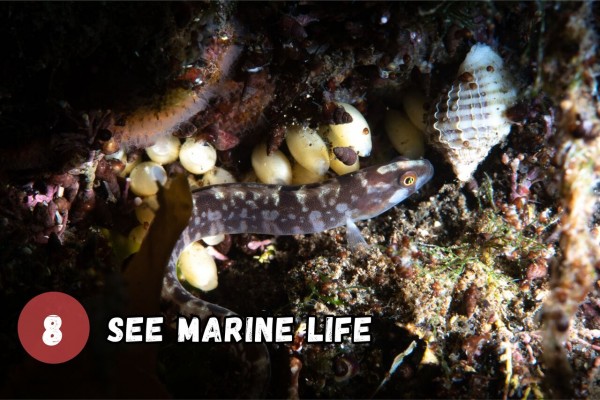 Explore the fascinating marine life.