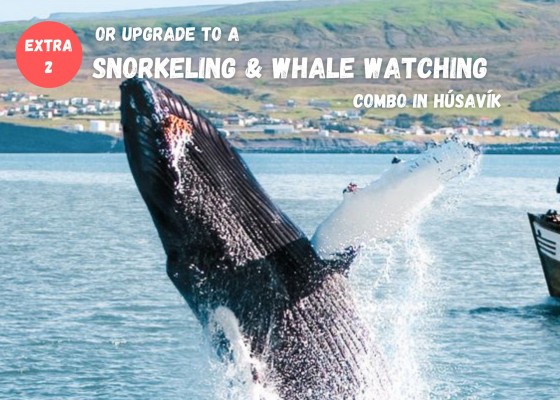 Dive.is Bubbling sands snorkeling tour North Iceland upgrade to whale watching Húsavík