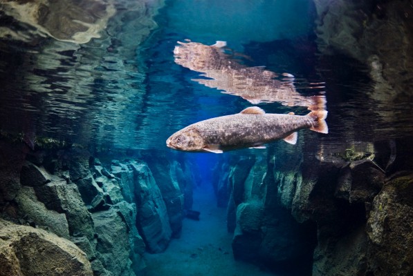 wildlife-on-snorkeling-tour-in-nesgja-river-north-iceland-597x400.jpg