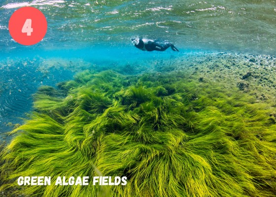 Dive.is Bubbling sands snorkeling tour North Iceland green algae fields