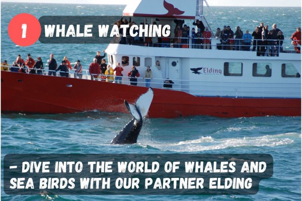 Start your day by diving into the world of whales and sea birds with our partner Elding.