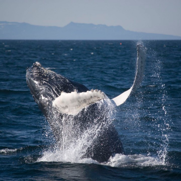 Dive Silfra & Whale Watching Day Tour - DIVE.IS - Iceland