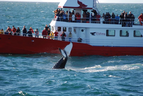 Snorkeling & Whale Watching Combo Day Tour - DIVE.IS - Iceland