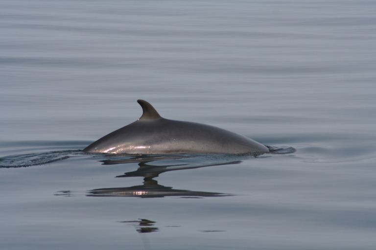 Snorkeling Silfra & Whale Watching Combo Day Tour - DIVE.IS - Iceland